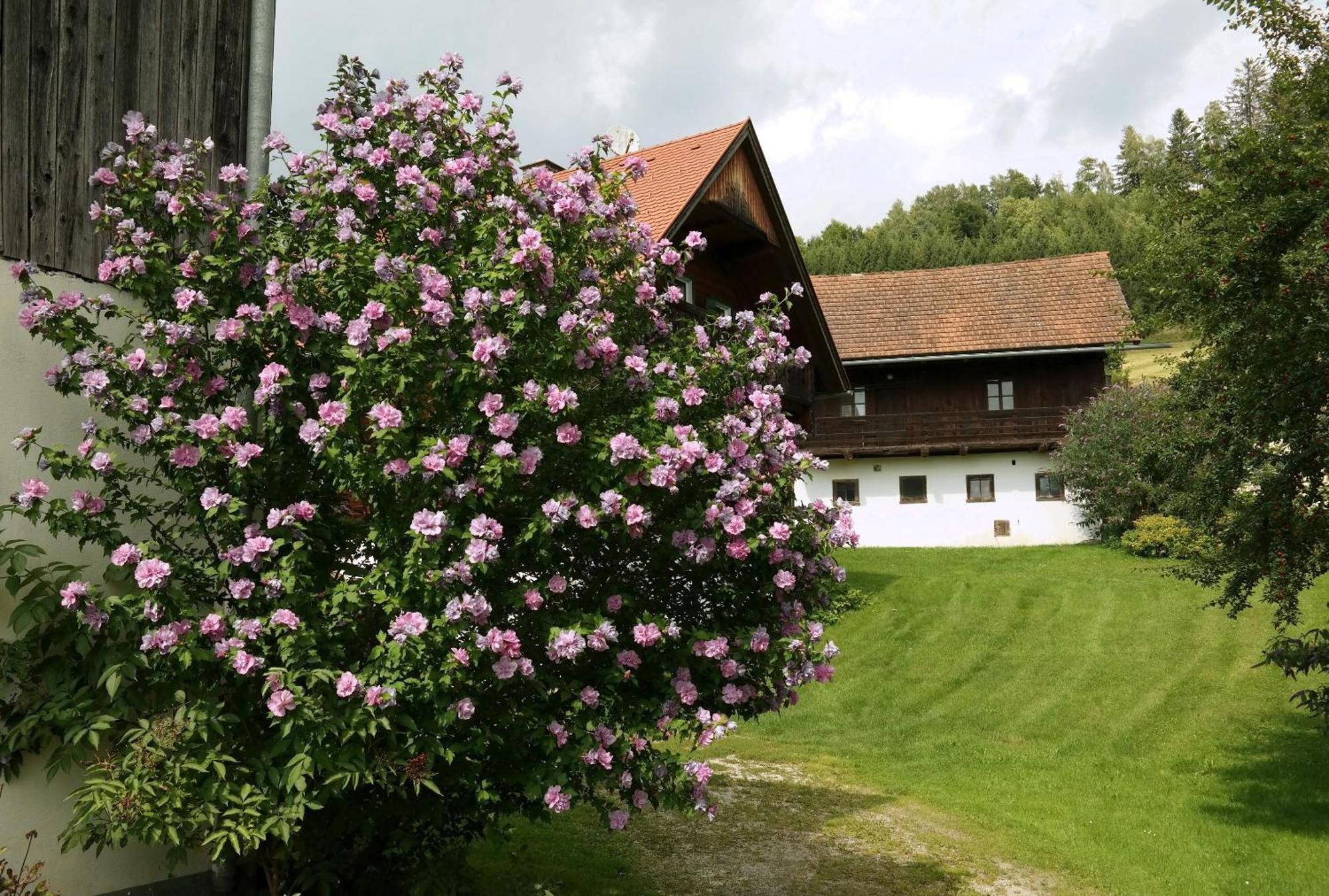Ferienwohnungen Raczkowski Birkfeld Zewnętrze zdjęcie